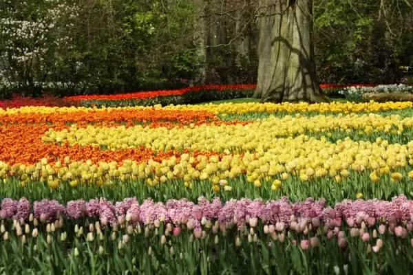 tulip and hyacinth flowers