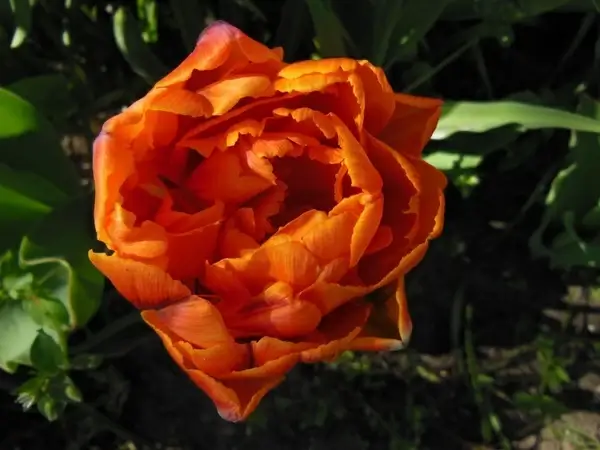 tulip double tulips orange