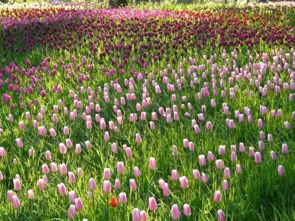 tulip field tulips pink