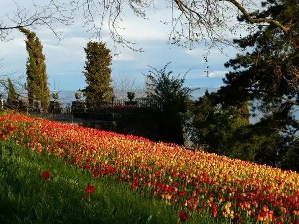 tulip field tulips tulpenbluete