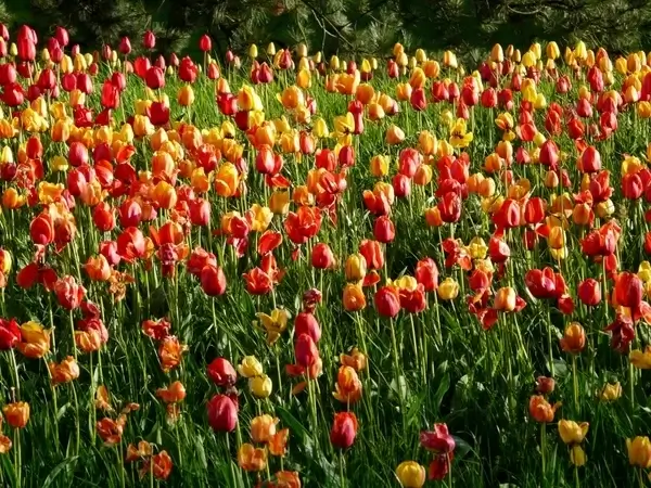 tulip field tulips tulpenbluete