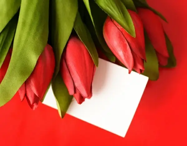 tulip flowers highdefinition picture 01