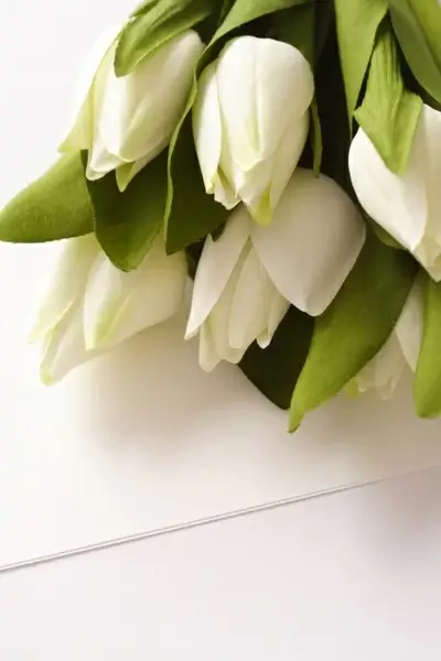 tulip flowers highdefinition picture 02