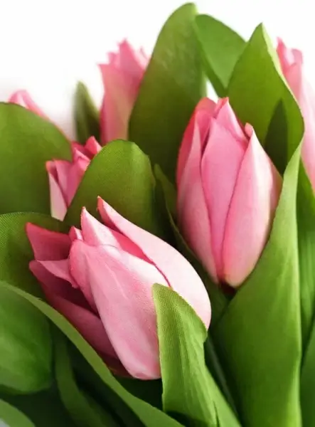 tulip flowers highdefinition picture 04