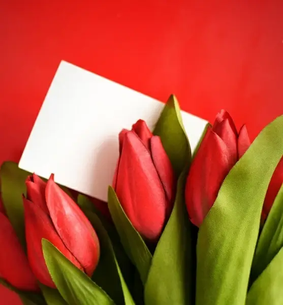 tulip flowers highdefinition picture 05