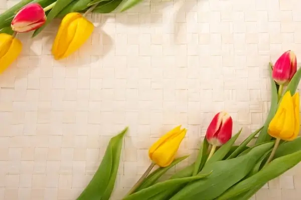 tulip frame