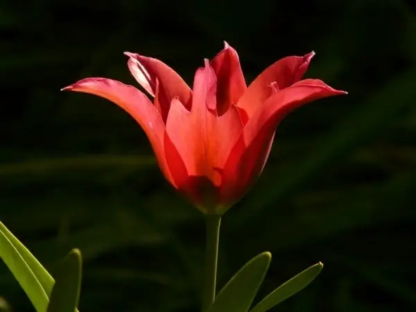 tulip red back light
