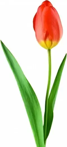 tulip red plant