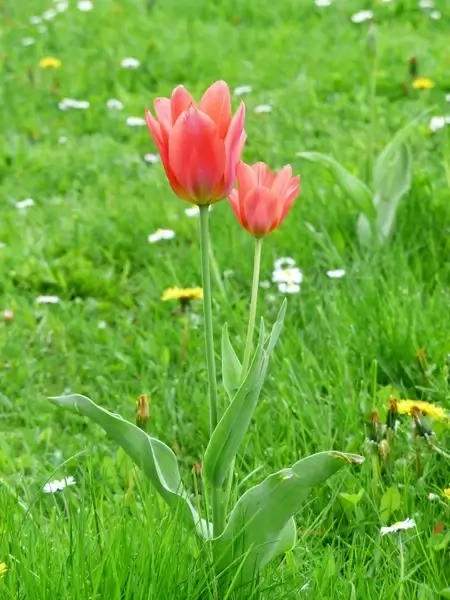 tulip red tulpenbluete