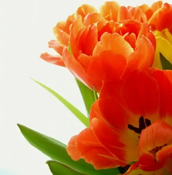 tulips