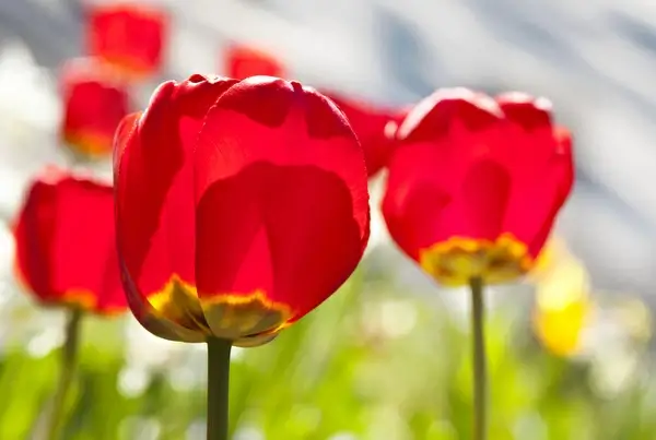 tulips