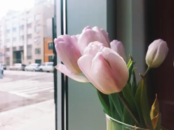 tulips 