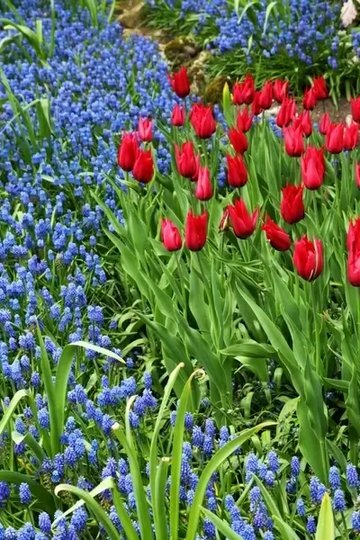 tulips and grape hyacinths