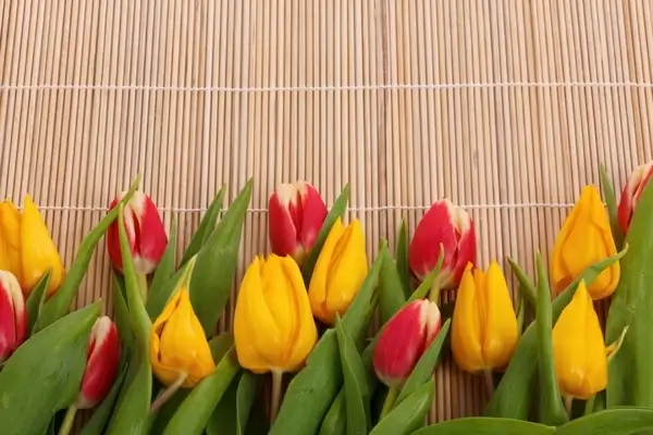 tulips border