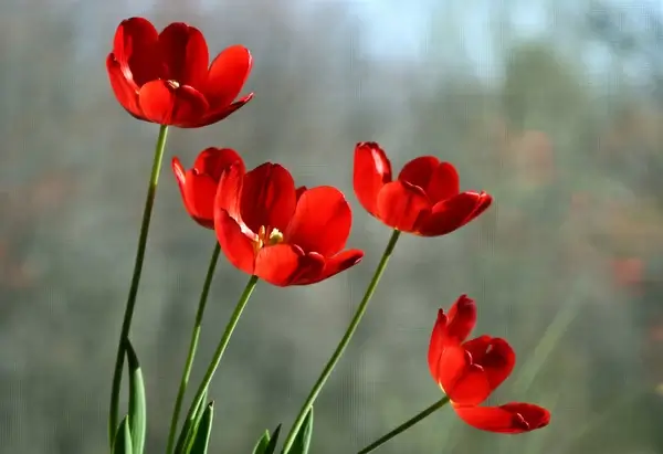tulips in front of screen door