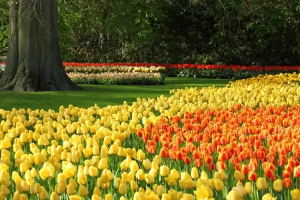 tulips in keukenhof