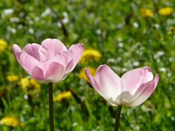 tulips pink white