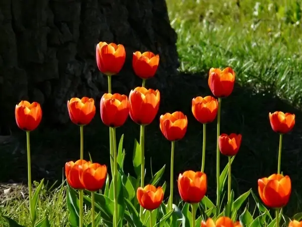 tulips red back light