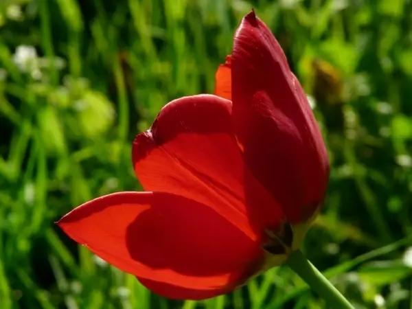 tulips red back light
