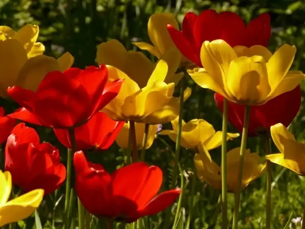 tulips red yellow 