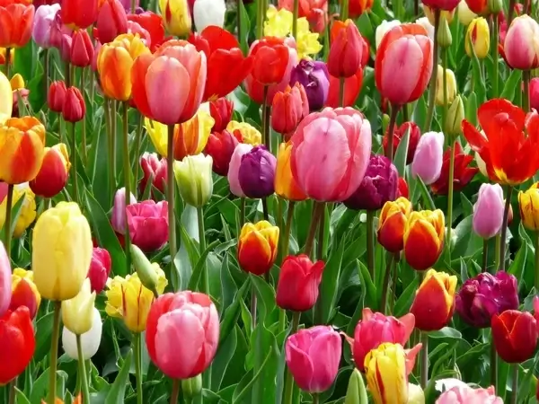 tulips tulip bed