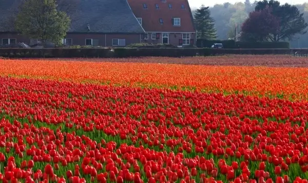 tulips tulip field