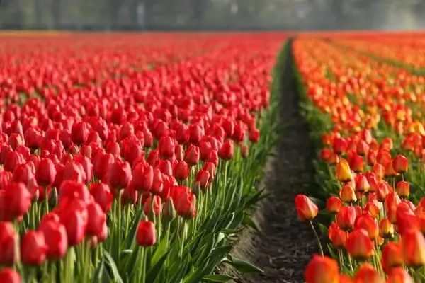 tulips tulip field