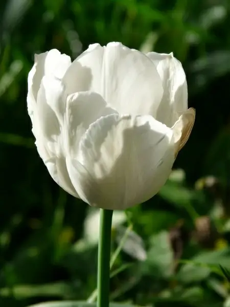 Tulip flower picture beautiful closeup Photos in .jpg format free and ...
