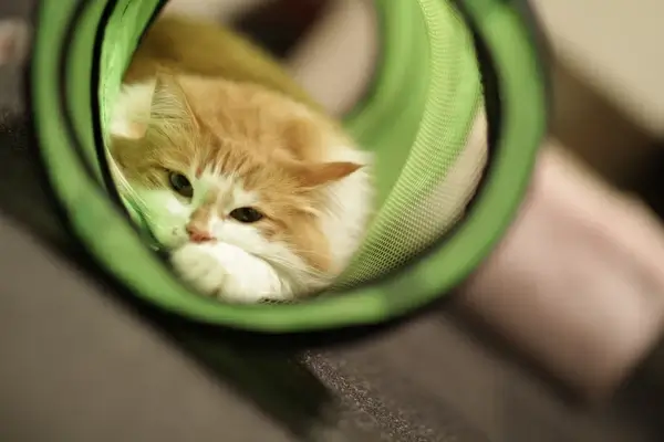 tunnel cat