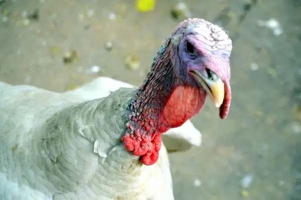 turkey