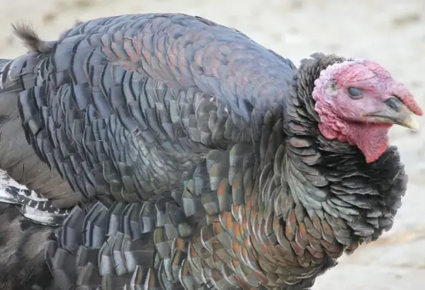 turkey