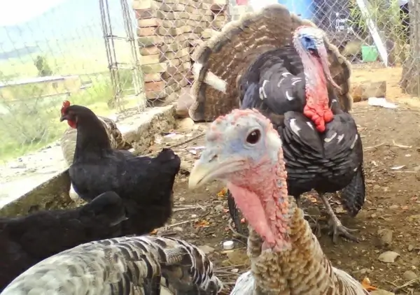 turkeys