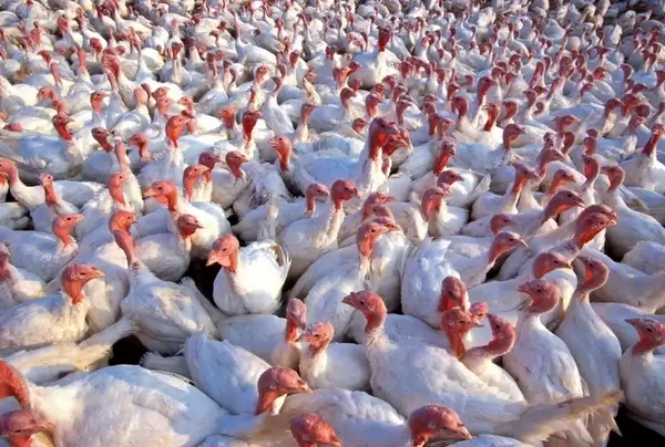 turkeys birds fowl