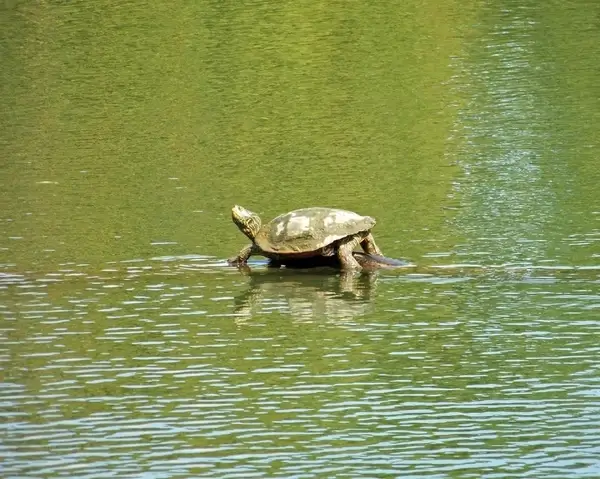 turtle