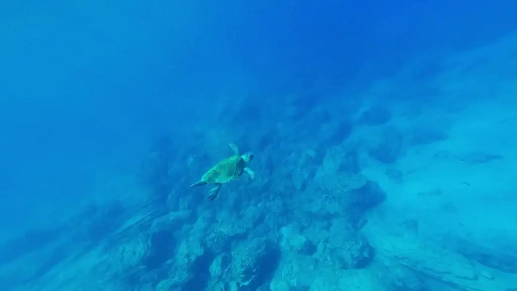turtle diving in clear deep sea