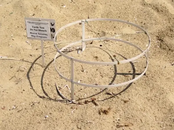 turtle nest