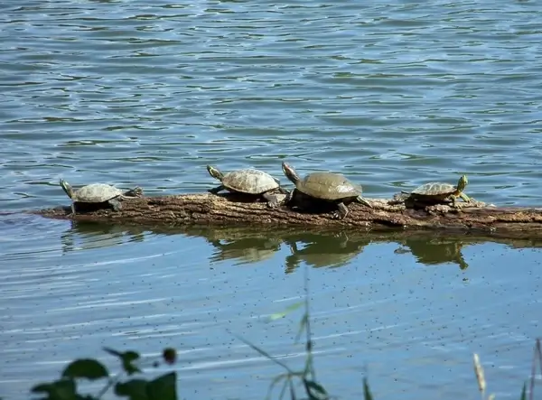 turtles