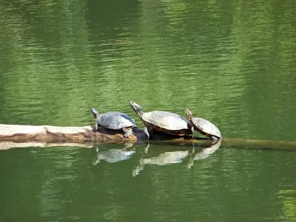 turtles