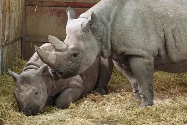 two black rhinos