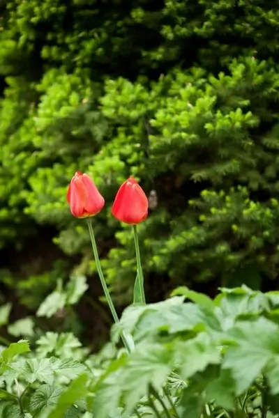 two bloom blooming