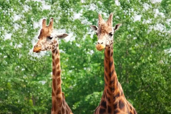 two giraffes
