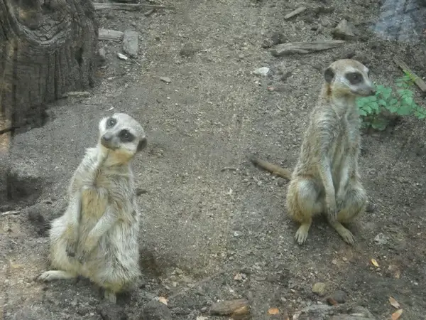 two meerkats