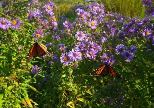 two monarch butterflies