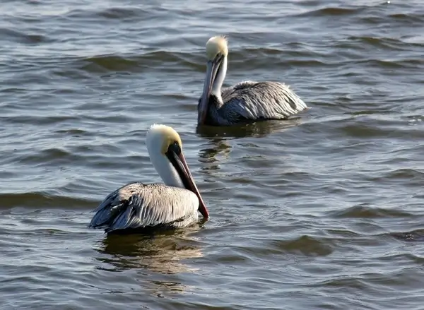 two pelicans