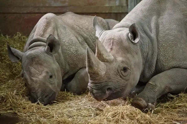 two rhinos