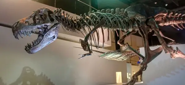 tyrannosaurus rex