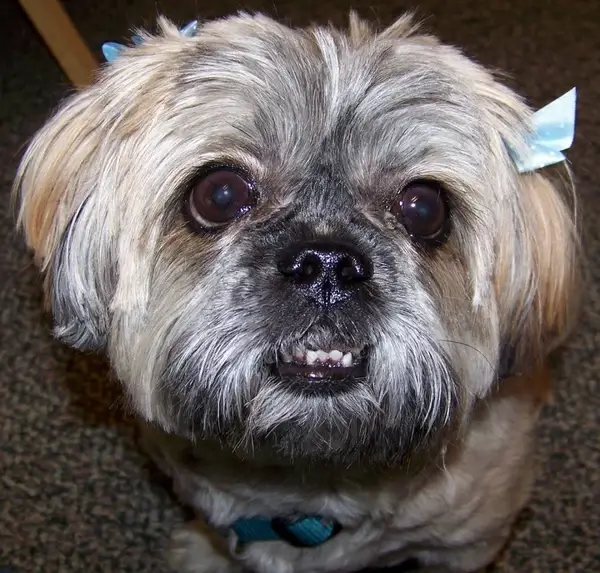 ugly dog