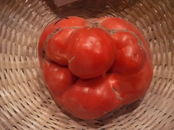 ugly tomato winner