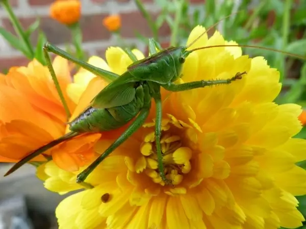 una sauterrelle insect flower