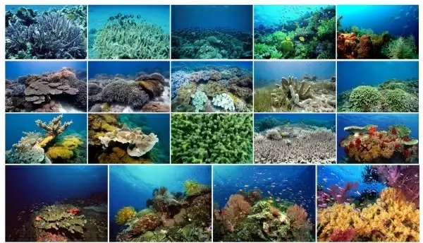 Underwater world figure grade background Photos in .jpg format free and ...